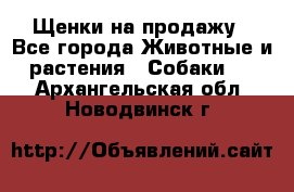 Щенки на продажу - Все города Животные и растения » Собаки   . Архангельская обл.,Новодвинск г.